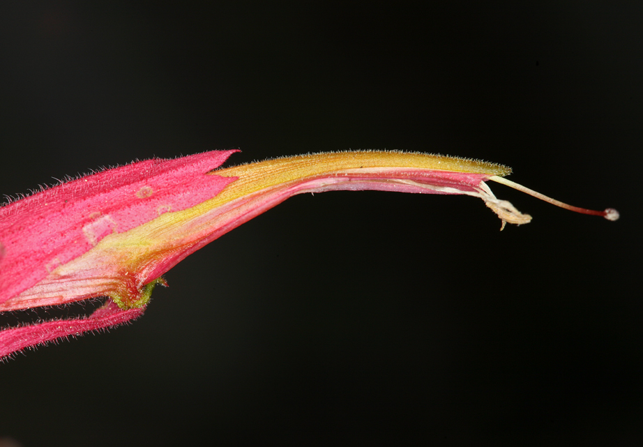 Image of Wyoming Indian paintbrush