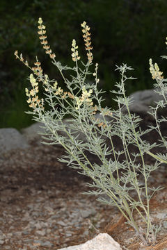 Image of Dedecker lupine