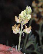 Image of Dedecker lupine