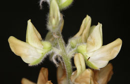 Image of Dedecker lupine