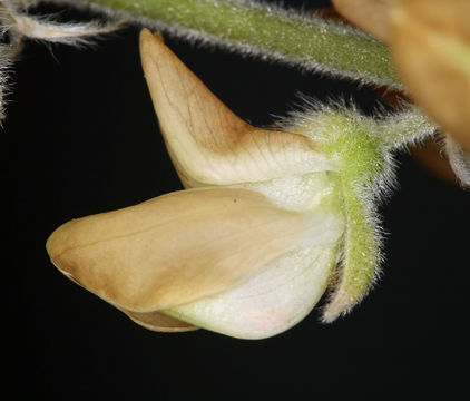 Image of Dedecker lupine