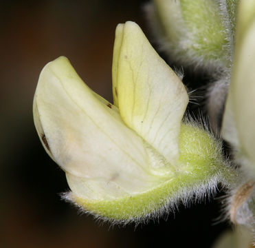 Image of Dedecker lupine