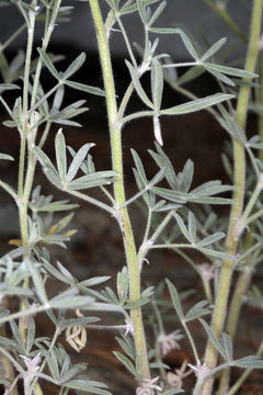 Image of Dedecker lupine