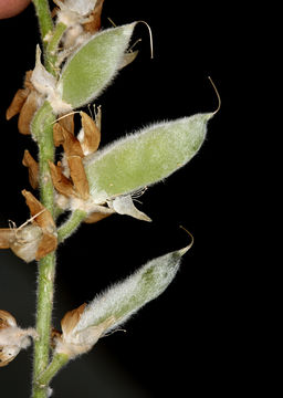 Plancia ëd Lupinus padre-crowleyi C. P. Sm.