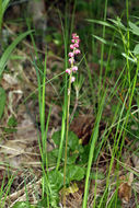 Image de Pyrola asarifolia Michx.