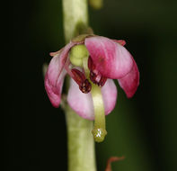 Image de Pyrola asarifolia Michx.