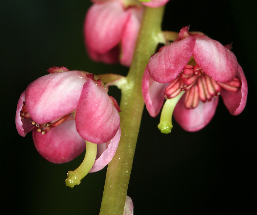 Image de Pyrola asarifolia Michx.