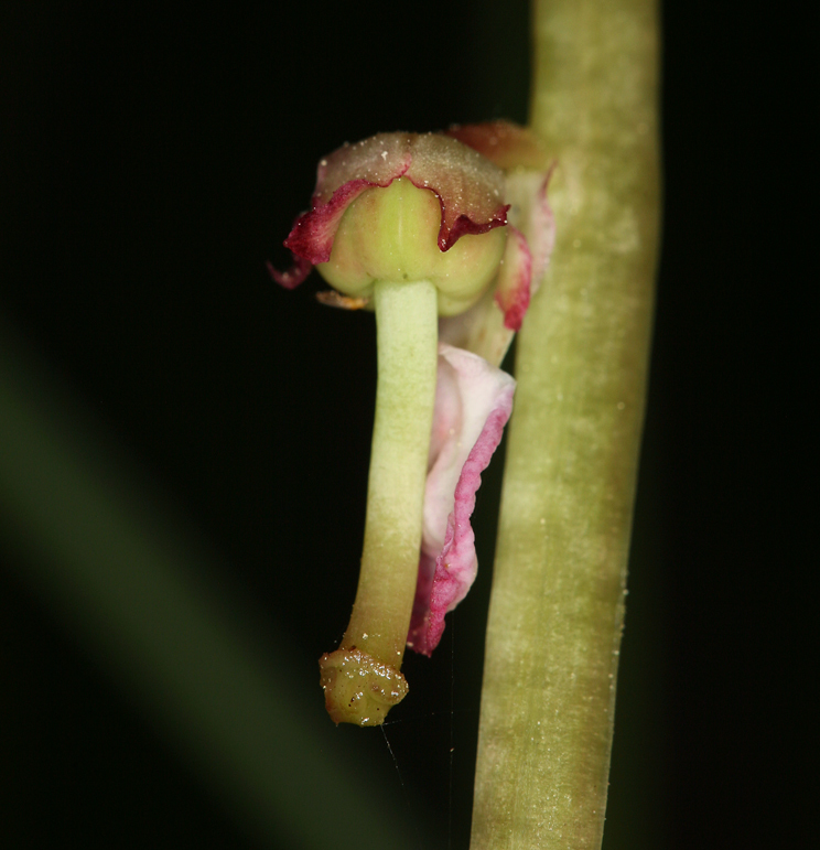 Image de Pyrola asarifolia Michx.