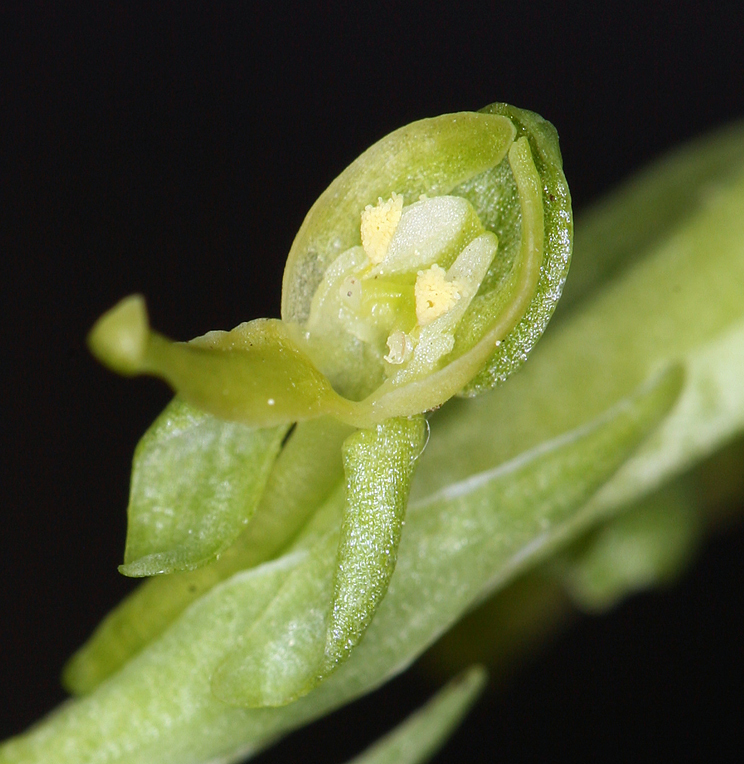 Image of Canyon Bog Orchid