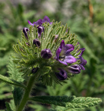 Image of Rothrock's fiddleleaf