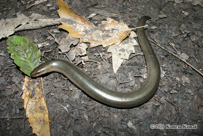 Image of Slow Worm