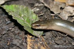 Image of Slow Worm