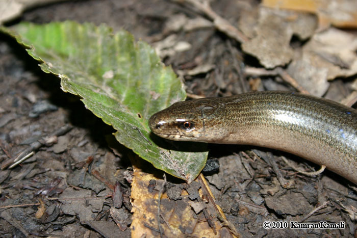 Image of Slow Worm