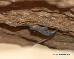 Image of Leaf-toed Gecko