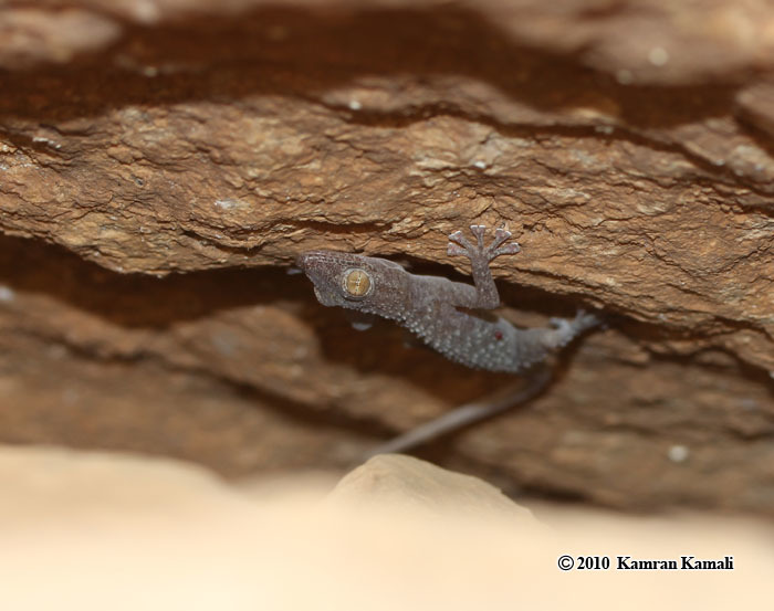 Image of Leaf-toed Gecko