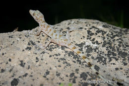 Image of Leaf-toed Gecko