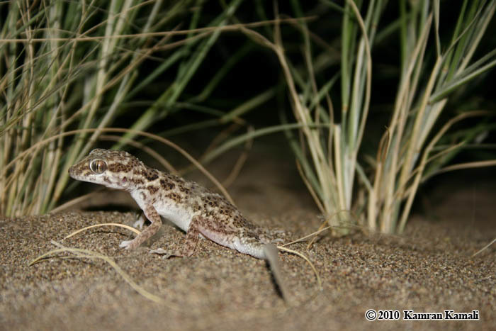 Bunopus tuberculatus Blanford 1874 resmi