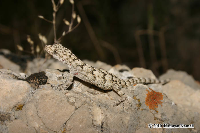 Image of Iranian Gecko