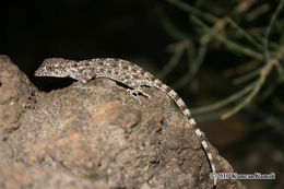 Tenuidactylus longipes (Nikolsky 1896) resmi