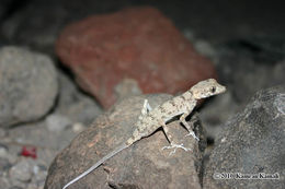 Cyrtopodion agamuroides (Nikolsky 1900) resmi