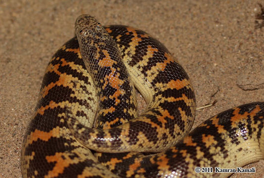 Image of Arabian Sand Boa