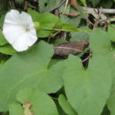 Image of <i>Calystegia silvatica</i> ssp. <i>disjuncta</i>