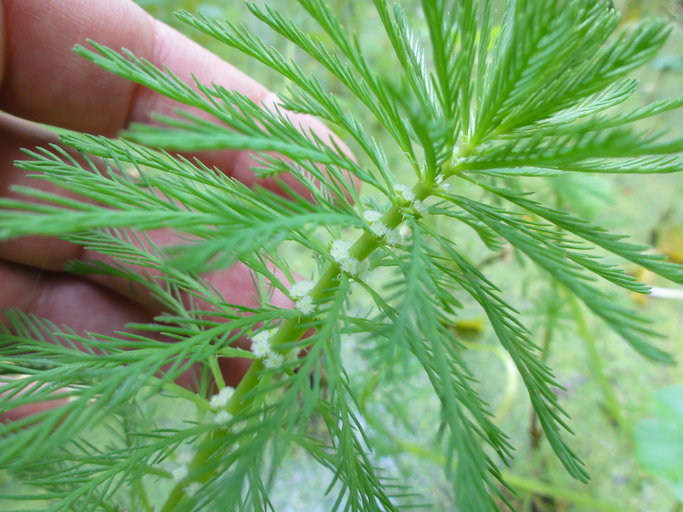 Image of parrot feather watermilfoil