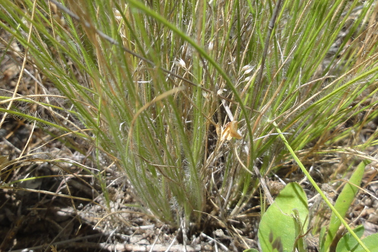 Rytidosperma caespitosum (Gaudich.) Connor & Edgar resmi