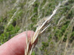 Rytidosperma caespitosum (Gaudich.) Connor & Edgar resmi