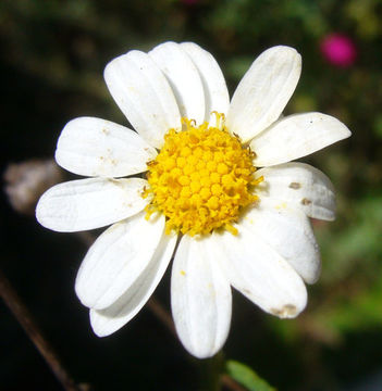 Image of Canary island marguerite