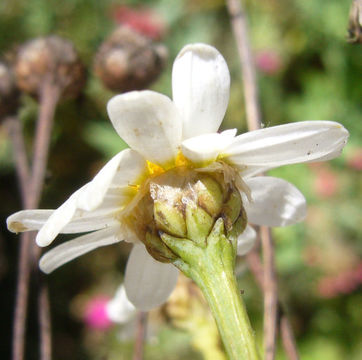 Image of Canary island marguerite