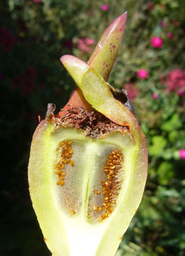 Imagem de Carpobrotus edulis (L.) N. E. Br.