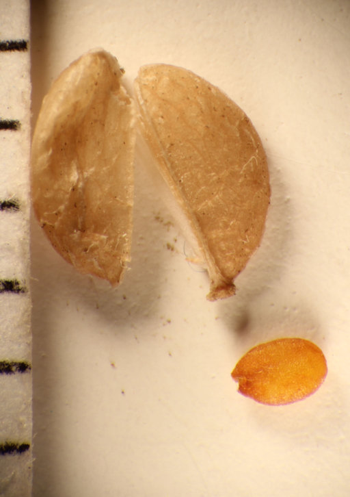 Image of broadleaved pepperweed