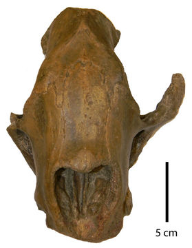 Image of <i>Kolponomus clallamensis</i>