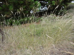 Image of Grass