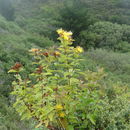 Imagem de Hypericum grandifolium Choisy