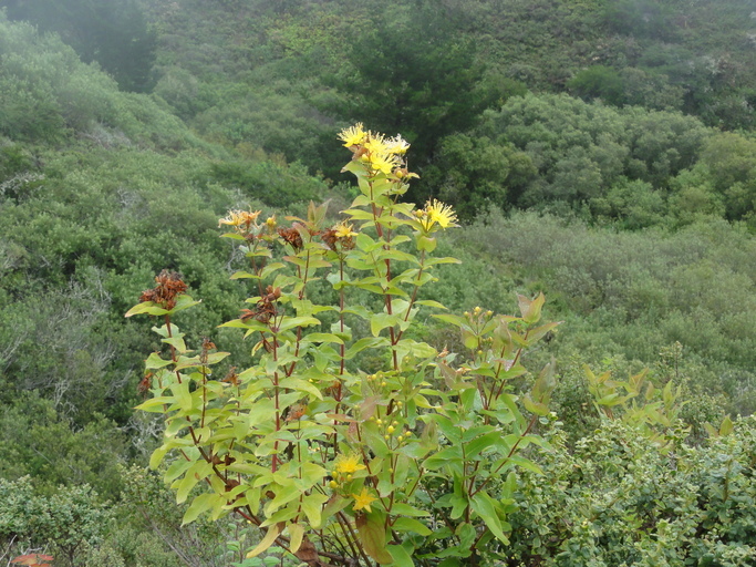 Image of Large-leaved Saint John's Wort