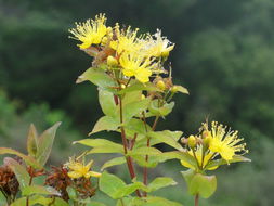 Image of Hypericum grandifolium Choisy