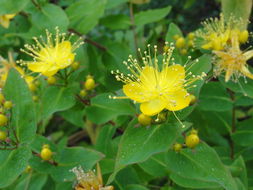 Image of Hypericum grandifolium Choisy