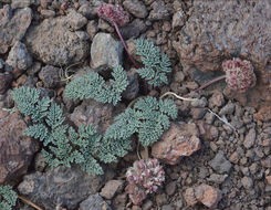 Image of <i>Cymopterus cinerarius</i>