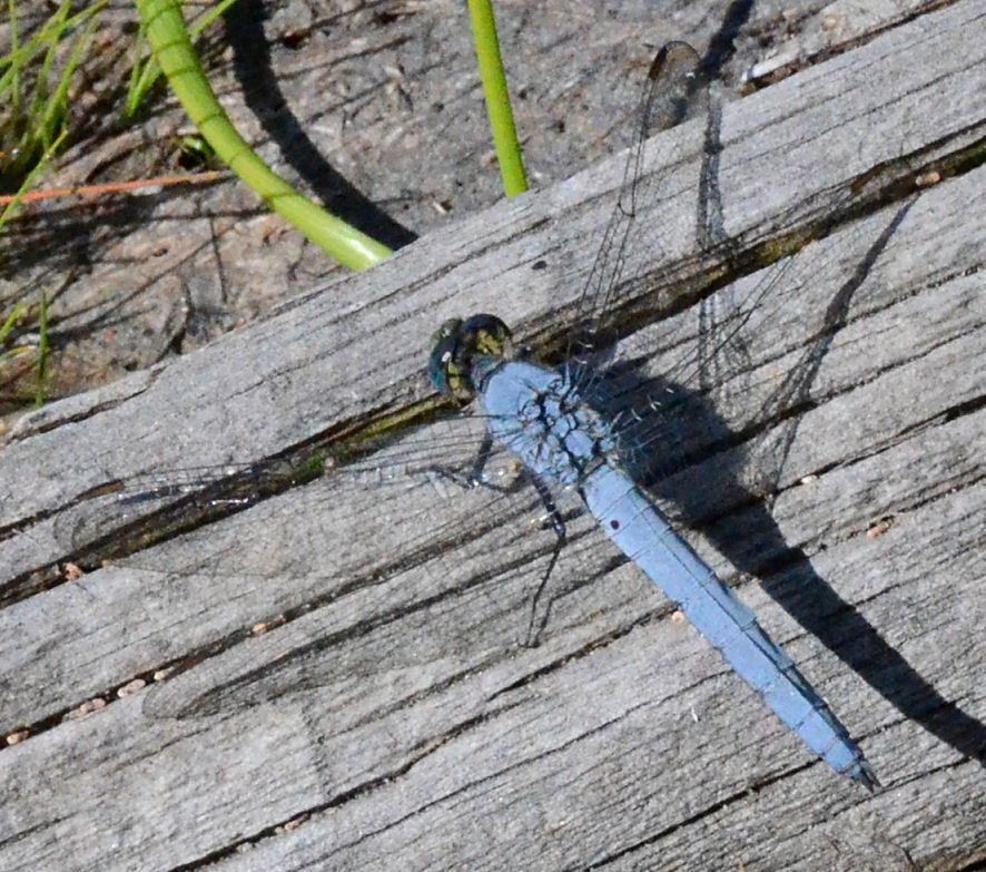 Image of Western Pondhawk