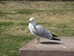 Image of Ring-billed Gull