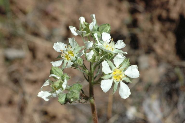 Image of Horkelia daucifolia var. indicta (Jeps.) Ertter & Reveal