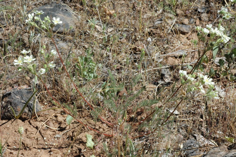 Image of Horkelia daucifolia var. indicta (Jeps.) Ertter & Reveal