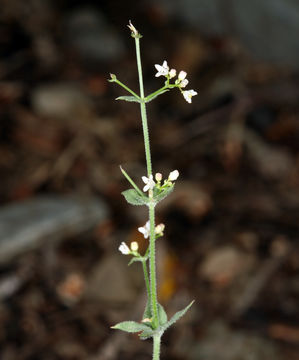 Plancia ëd Galium hilendiae subsp. carneum (Hilend & J. T. Howell) Dempster & Ehrend.