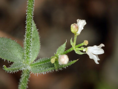 صورة Galium hilendiae subsp. carneum (Hilend & J. T. Howell) Dempster & Ehrend.