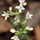 Plancia ëd Galium hilendiae subsp. carneum (Hilend & J. T. Howell) Dempster & Ehrend.