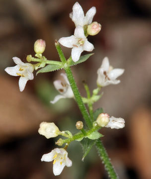 صورة Galium hilendiae subsp. carneum (Hilend & J. T. Howell) Dempster & Ehrend.