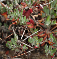 Imagem de Eriogonum umbellatum var. subaridum S. Stokes