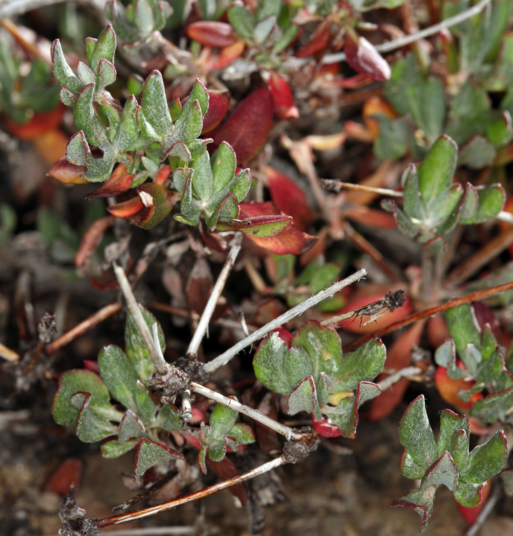 Imagem de Eriogonum umbellatum var. subaridum S. Stokes